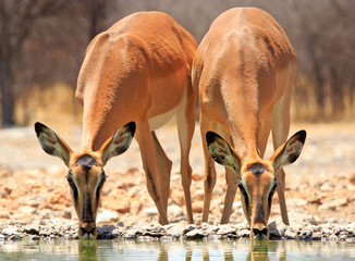 Close up of two black faced impala drinking from a waterhole in Ongava, Namibia