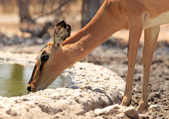 Close up of a black faced Impala drinking from camp waterhole - taken from a low angled hide in...