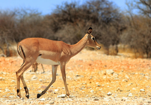 Lone Impala walking across the plains with a natural bush ve;d and blue sky background in Namibia