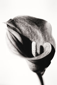 Black and white image of a calla flower