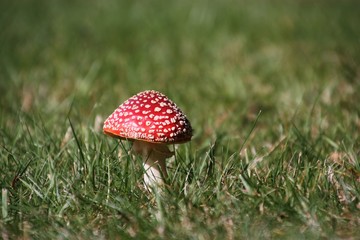 Toadstool toxic mushroom red and white on grass