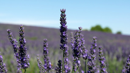 Campi e fiori di lavanda