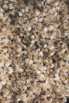 Garlic