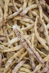 Dry colored beans in pods