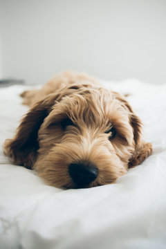 Tired Labradoodle Puppy Lying On Bed Looking Into Camera