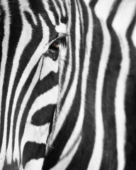 Fototapeta na wymiar Eye of a zebra