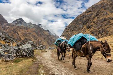 Horses/Mules carrying supplies