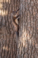Wiewiórka na drzewie - obrazy, fototapety, plakaty