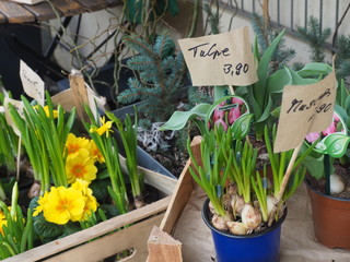 Yellow flowers in a box with signs