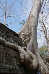 Taprohm Tempel