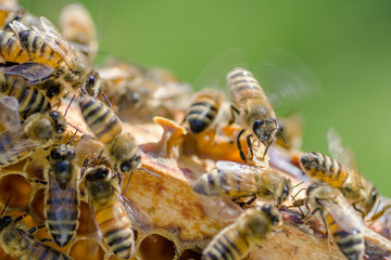 pszczoły na plastrze miodu w pasiece   © Darios