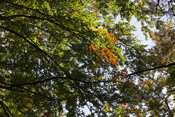 Autumn Landscape in the Czech Switzerland, Czech Republic
