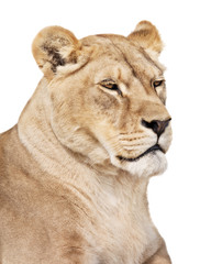 Fototapeta na wymiar Portrait of lioness isolated on white background