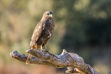 Common Buzzard, Buteo buteo