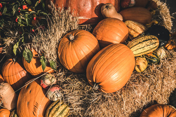 Mixture and Variety of Pumpkin and Squash in a Pumpkin Patch - season of pumpkins