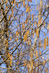 birch tree in spring