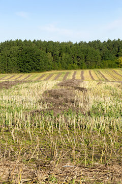 Field after harvesting rapeseed