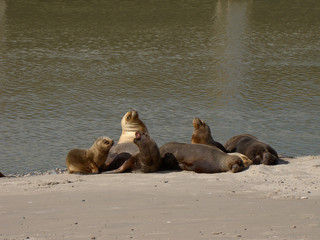 Family of Lobo Marinos