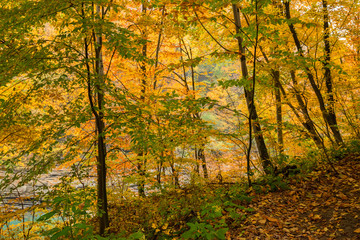 Naklejka na ściany i meble Scenic landscape of autumn forest