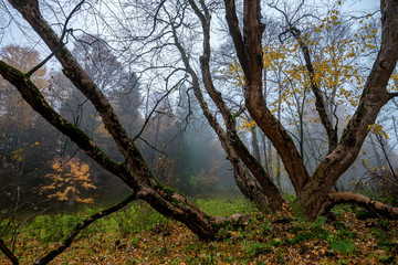 Fototapeta na wymiar Fantasy autumn landscape with dried tree