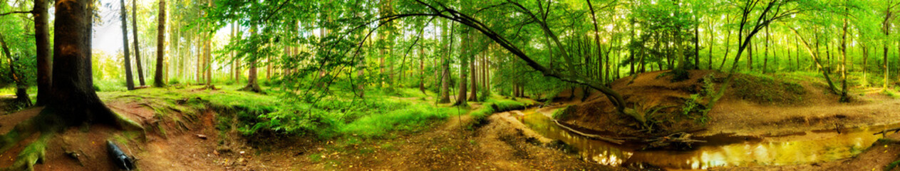 Fototapeta na wymiar Panorama of a beautiful forest with creek