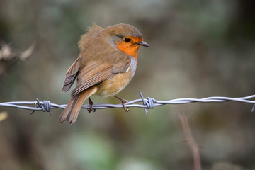 Bird on a wire