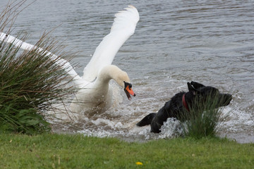swan sees off an attack by dog © Channel Photos