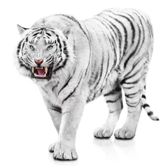 Papier Peint photo Lavable Tigre Tigre blanc furieux