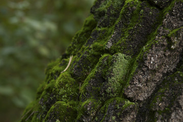 Moss carpet