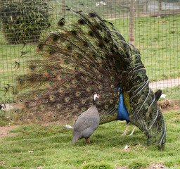 Male peacock woos mate