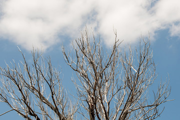 Silhouette of dead leafless bare branches of tree after foredt wildfire with blue cloudy sky on the background