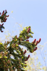 Blossoming red fir
