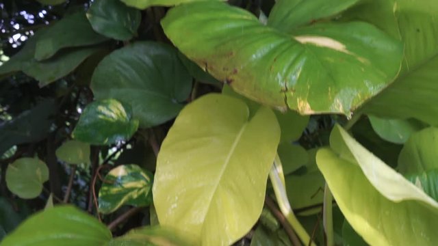 tropical plant with rainfalls