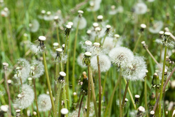 White dandelions