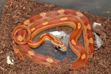 Cool patterned corn snake 