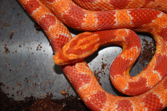 ALBINO cornsnake 