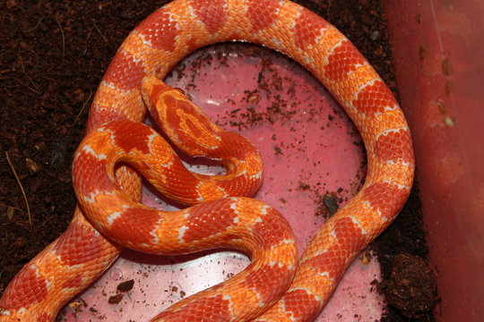 ALBINO cornsnake 