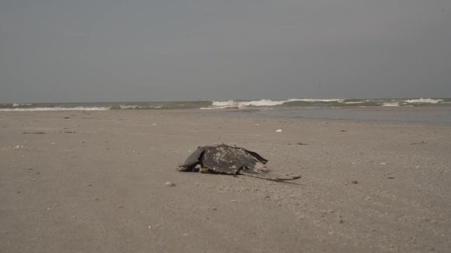 Horseshoe crab are crawling into the sea.