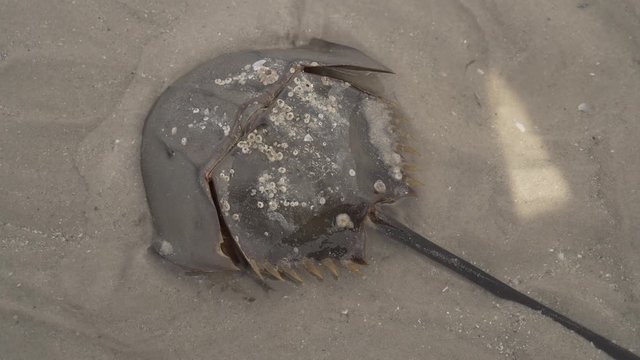 Horseshoe crab are crawling into the sea.