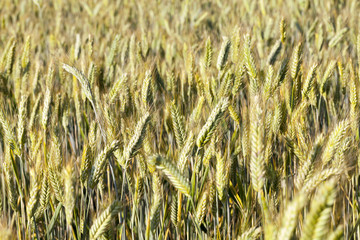 immature green grass