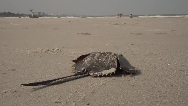 Horseshoe crab are crawling into the sea.