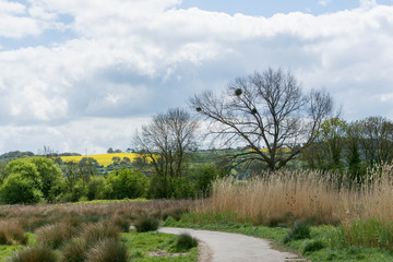 country scene with mistletoe and rapeseed