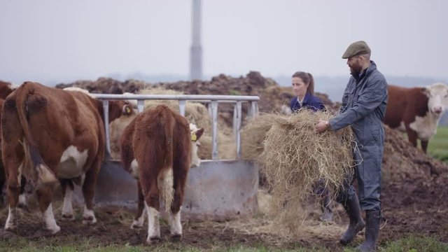  Farming couple out in the field checking on herd of cattle
