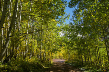 Fototapeta na wymiar Road to forest in Autumn with Aspen Yellow Leafs
