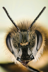 Focus Stacking - Ivy Bee, Bee, Colletes hederae