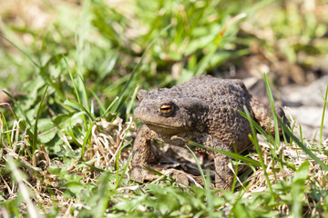 Green toad
