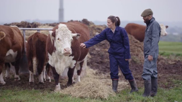  Farming couple out in the field checking on herd of cattle