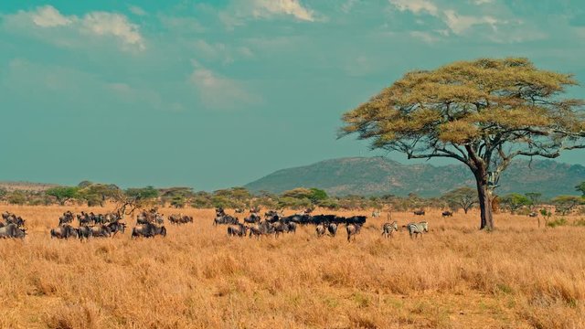 Smooth, sweeping cinematic camera shot of zebra and wildebeest migration on a bright, hot, sunny day in picturesque, colorful, dry savanna plains of  Serengeti national park in Tanzania, Africa.