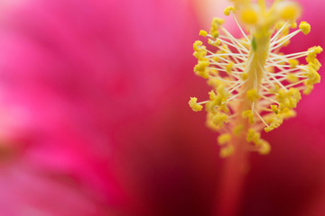 Extreme close up of a colourful flower stamen and stigma.