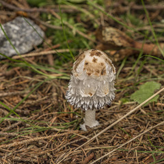 Coprinus mushroom in green forest